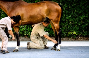 AUTOUR DU CHEVAL