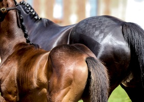 GROS PLAN - DETAILS