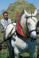 PERCHERONS & ANES