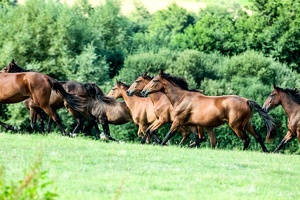 ELEVAGE ET HARAS